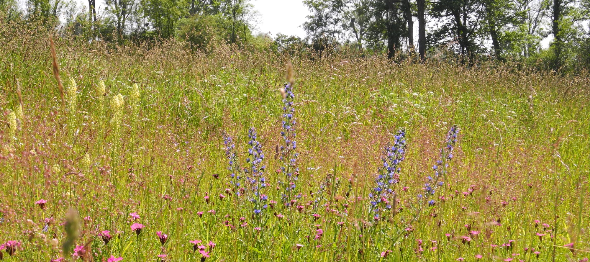 Permalink zu:Landschaftspflege Permalink zu:Landschaftspflege